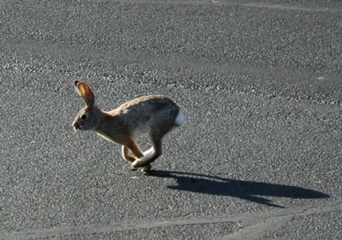 Why did the bunny cross the road?